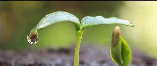 种子植物的两类分类（裸子植物与被子植物）