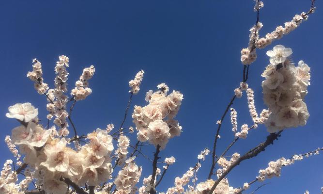 春日里的杏花妩媚多姿（赏花正当时，细数杏花开放时令）