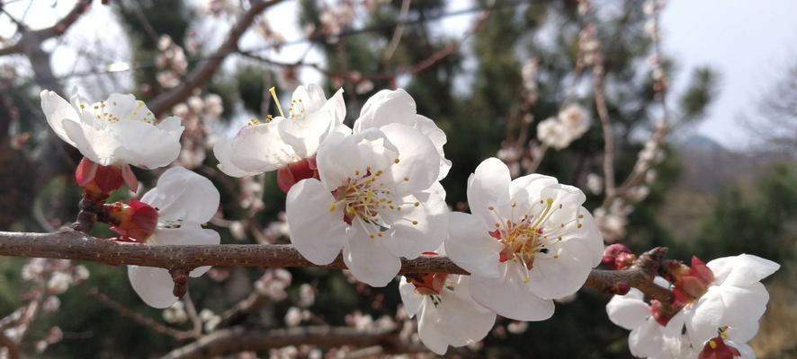 春日里的杏花妩媚多姿（赏花正当时，细数杏花开放时令）