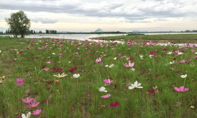 格桑花与波斯菊的区别（从外形、生长环境、花期等方面分析两者异同）