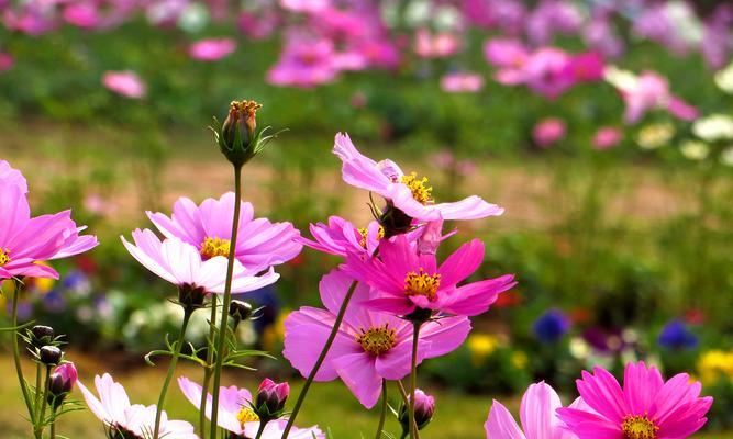 格桑花与波斯菊的区别（从外形、生长环境、花期等方面分析两者异同）