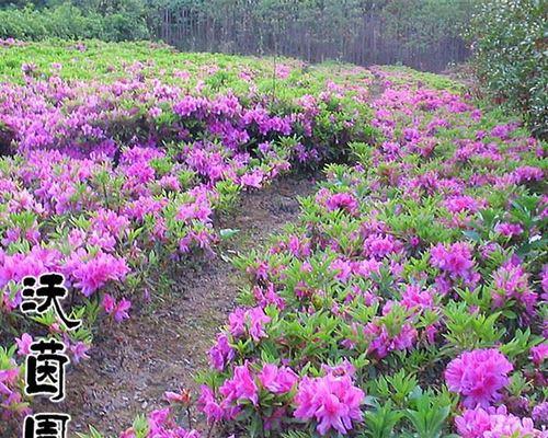 观花灌木，花开美景绽放（探寻观花灌木品种，感受多彩芬芳）