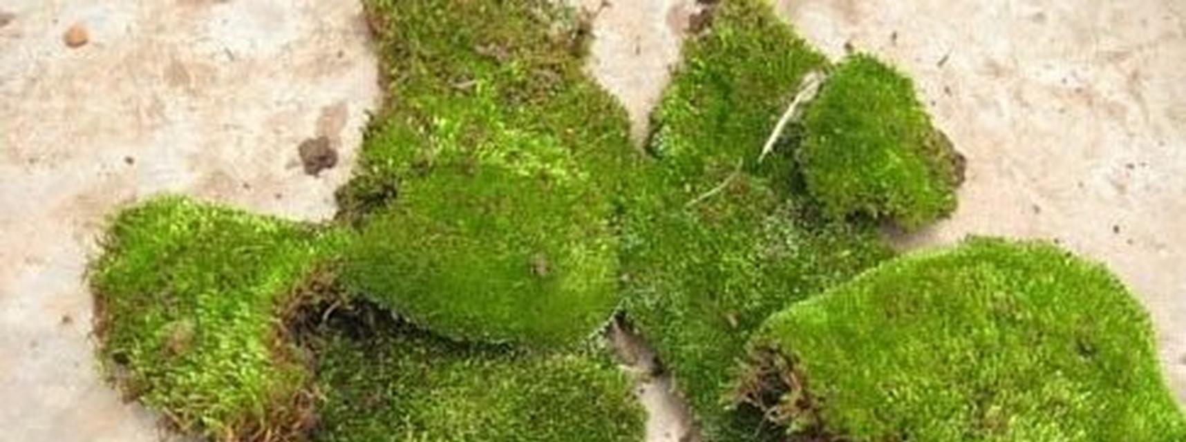 苔藓盆景的养护技巧（打造迷你自然，让苔藓盆景更漂亮）
