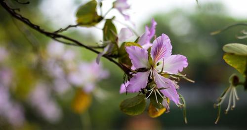 探究紫荆花不开花的原因（从生长环境、栽培方式、养护方法三个角度分析）