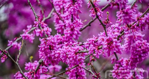 探究紫荆花不开花的原因（从生长环境、栽培方式、养护方法三个角度分析）