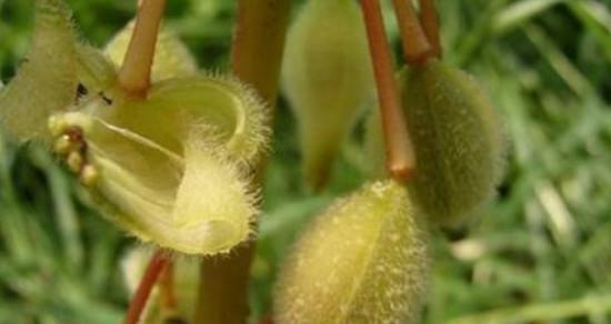 植物种子的传播方式（从风、水、动物到人类，多种途径让植物种子流传千年）