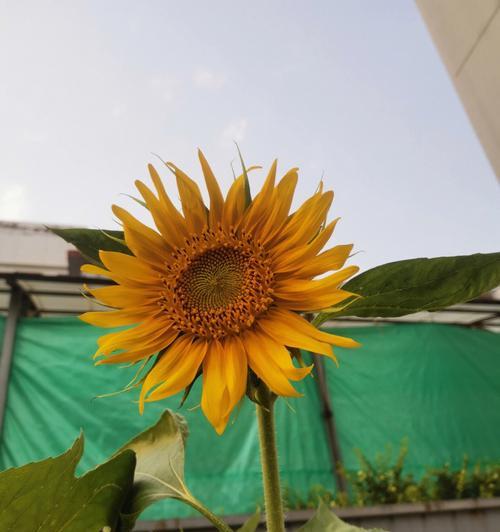 向日葵的种植方法（如何在家里种植向日葵，享受阳光的温暖？）