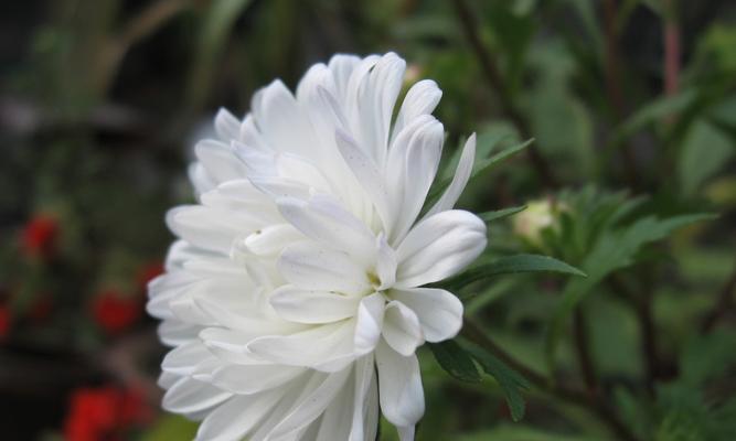 菊花品种大全（探寻多彩的菊花世界——菊花品种大全）