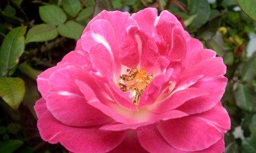 月季花的刺——保护还是伤害（探究月季花的刺是如何保护它们的1个）