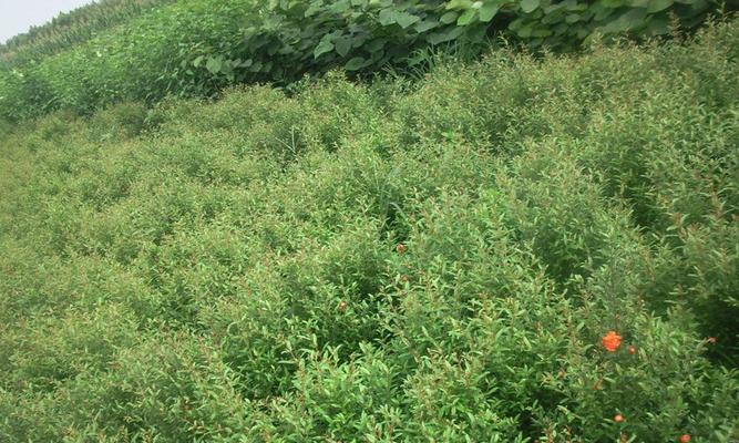 石榴树的种植与管理（从选种到施肥，一步一步教你打造健康石榴树）
