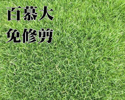 草坪种子的种植方法（从选种到施肥，打造美丽草坪的步骤）