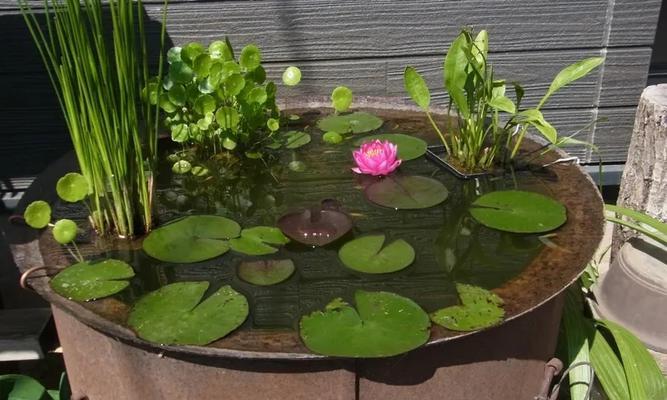 室内水生植物的养护与美化（打造绿色环保的家居生活）