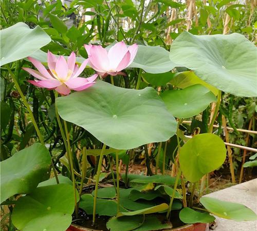 室内水生植物的养护与美化（打造绿色环保的家居生活）