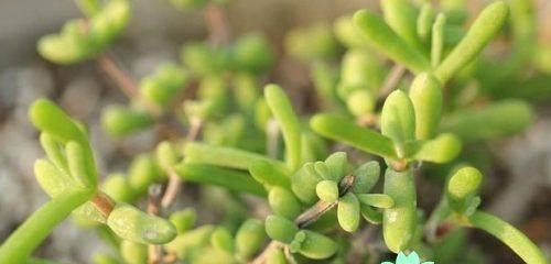 被子植物的特点（探究被子植物的种类、结构、繁殖等特征）