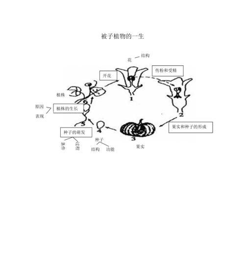 被子植物的特点（探究被子植物的种类、结构、繁殖等特征）