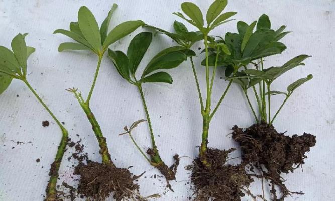 鸭掌木扦插方法详解（如何成功繁殖鸭掌木，快速扩大种植规模？）
