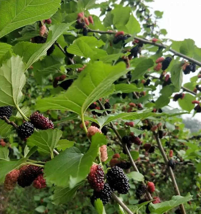 桑葚采摘的时间和方法（了解桑葚采摘季节，享受美味健康）