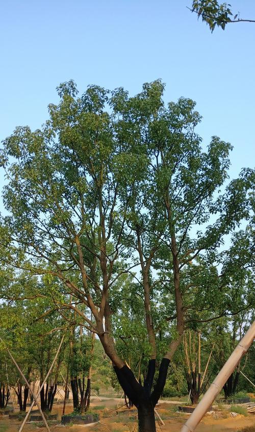 如何种植香樟树（栽培技巧与注意事项）