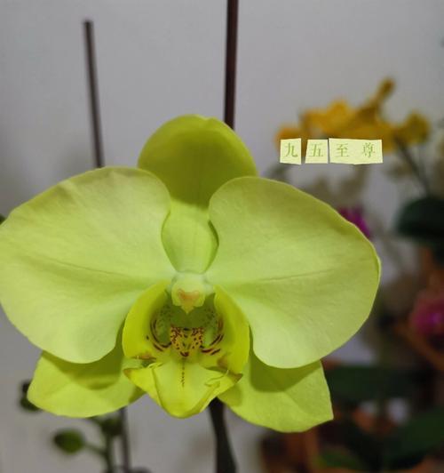 蝴蝶兰开花后的剪枝技巧（让你的蝴蝶兰重放芳华）