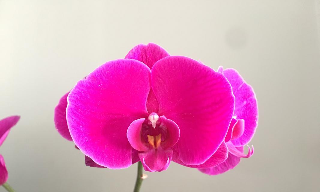 蝴蝶兰开花后的剪枝技巧（让你的蝴蝶兰重放芳华）