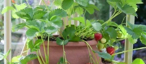阳台种草莓如何过冬（草莓栽种技巧，冬季养护要点，保证收获丰收）
