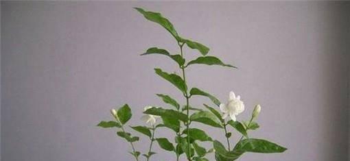 茉莉花的养殖方法（让你轻松拥有清香芳馥的花园）