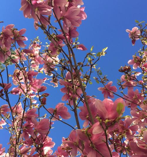 红花玉兰的开花时间和特点（探究红花玉兰的开花习性及花朵特征）