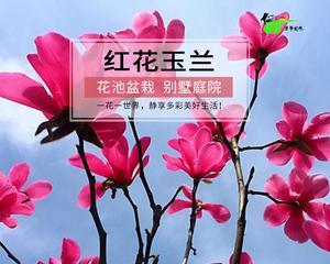 红花玉兰的开花时间和特点（探究红花玉兰的开花习性及花朵特征）