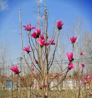 红花玉兰的开花时间和特点（探究红花玉兰的开花习性及花朵特征）