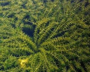 轮叶黑藻种植全攻略（从选种、养护到收成，一步步教你打造高产优质的轮叶黑藻）