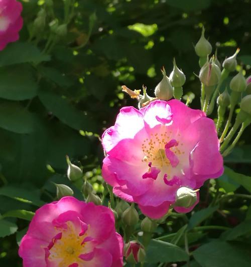 蔷薇花——美丽与纯真的代表（璀璨的色彩、丰富的象征意义和历史文化背景）