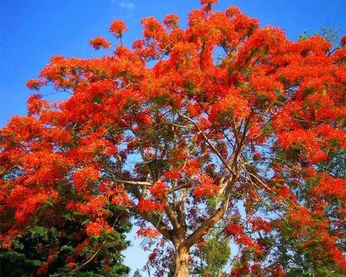 红花楹树开花时间的奥秘（探究红花楹树几年开花的原因和如何妥善护理）
