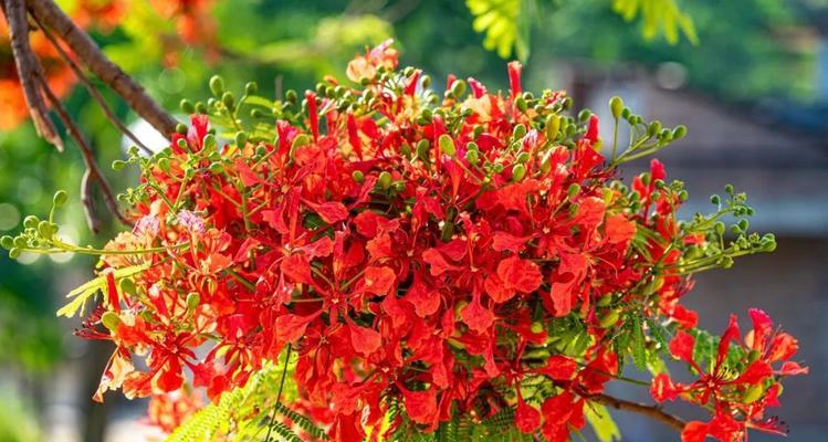 红花楹树开花时间的奥秘（探究红花楹树几年开花的原因和如何妥善护理）