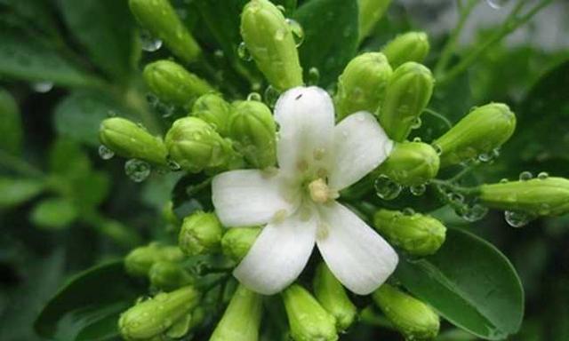 九里香花的种植与养护（了解九里香花的特性，谨慎养护室内花卉）