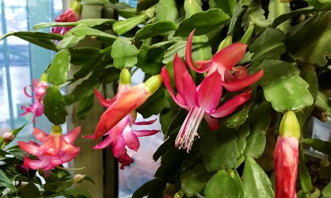 冬日花开，点缀寒冬季节（揭秘寒冬中开放的6种花卉）