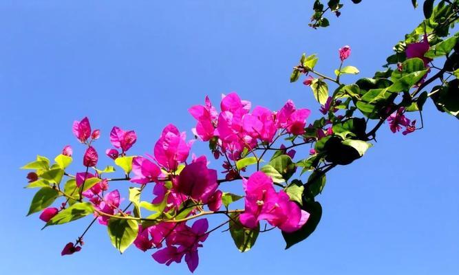 迎接春天，盛开的花朵（探寻代表春天的花朵，美丽与希望的象征）