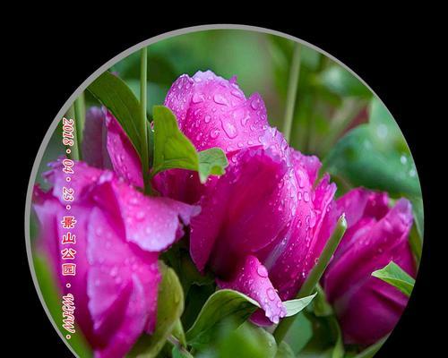 牡丹花的特点与象征意义（探索中国国花牡丹的独特之处与深远寓意）