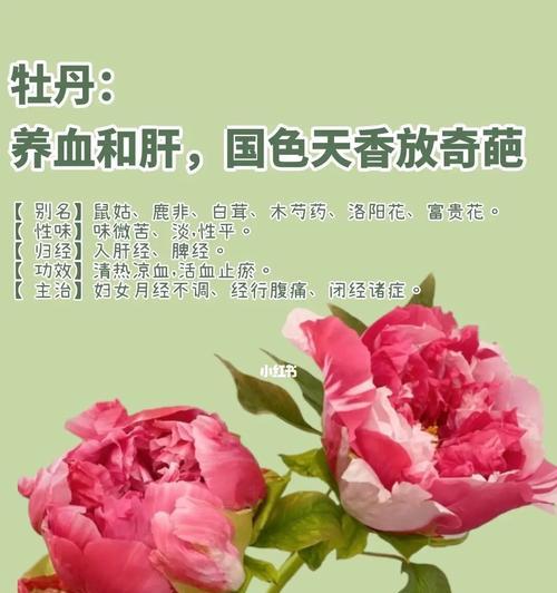 牡丹花语的象征与寓意（探寻牡丹花的文化内涵与象征意义）