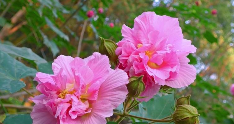 木芙蓉传说（传说中的花中仙子，木芙蓉的神奇之旅）
