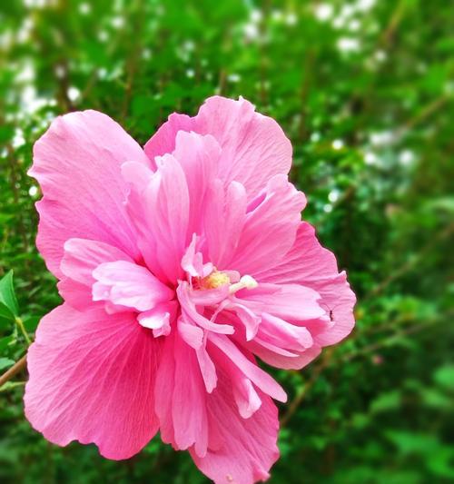 木槿花的花语与寓意（深入探索木槿花的意义与象征）