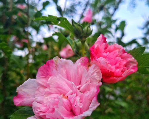 木槿花的寓意——坚韧不拔（以木槿花为象征的品质和精神）