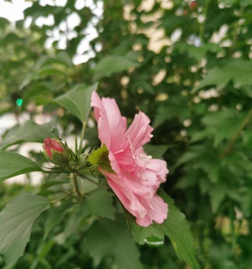 木槿花的花语和寓意（探索木槿花的深层意义，传达花朵的语言）