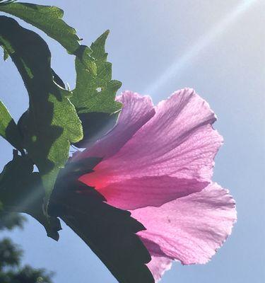 木槿花花语-沉静与坚韧的象征（木槿花的花语及其传达的含义）