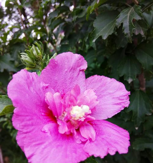 木槿花语，寄托心意的花海（绽放在阳光下的木槿，为爱与友谊谱写）