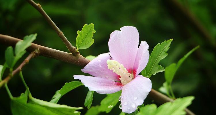 木槿花的寓意与象征意义（探索木槿花的文化内涵与美学价值）