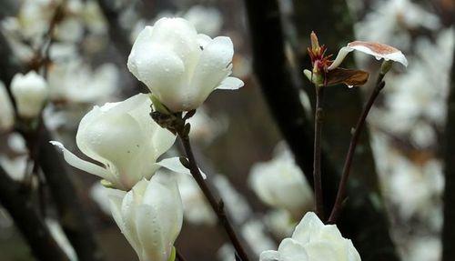木兰花的花语和药用价值（探索木兰花的深层意义和医疗潜力）