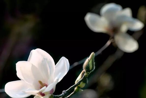 木兰花（探索木兰花的花语和传奇故事）