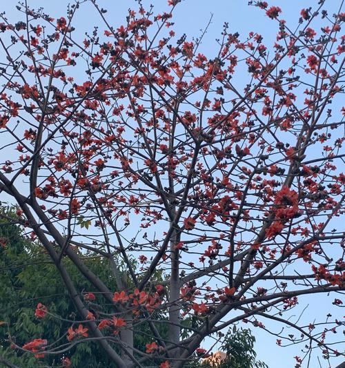 木棉花的花语与意义（探索木棉花的神秘花语，解读其丰富的象征意义）