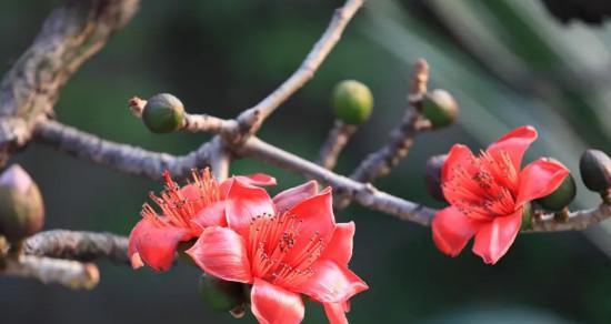 木棉花花语及其寓意（揭秘木棉花的花语和象征意义）