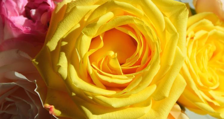 男人送女孩黄玫瑰的含义与解读（黄玫瑰所代表的情感和象征意义，揭示男人心中的真情与态度）